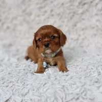 AKC Ferguson, a male Cavalier King Charles Spaniel for sale in Elizabethton, TN – 2 of 10