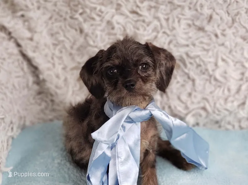 Mason – Cavalier King Charles Spaniel, Poodle - Toy  puppy for sale in Elizabethton, TN