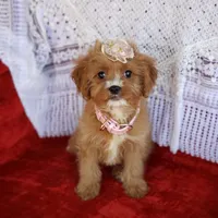 Avery, a female Cavapoo for sale in Elizabethton, TN – Photo 3 of 5