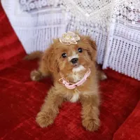 Avery, a female Cavapoo for sale in Elizabethton, TN – Photo 5 of 5