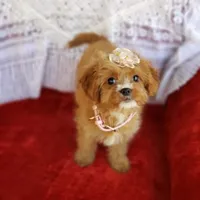 Avery, a female Cavapoo for sale in Elizabethton, TN – Photo 2 of 5