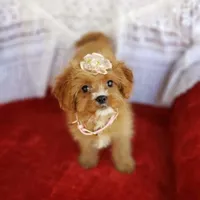 Avery, a female Cavapoo for sale in Elizabethton, TN – Photo 1 of 5