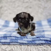 Noah, a male Cavalier King Charles Spaniel and Chihuahua for sale in Elizabethton, TN – 4 of 9