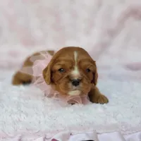 AKC Ladybug, a female Cavalier King Charles Spaniel for sale in Elizabethton, TN – 4 of 5