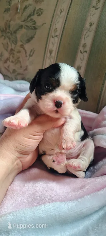 AKC Lady – Cavalier King Charles Spaniel puppy for sale in Elizabethton, TN