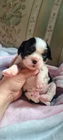 AKC Lady, a female Cavalier King Charles Spaniel for sale in Elizabethton, TN – 1 of 3