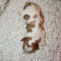 AKC Charlie, a male Cavalier King Charles Spaniel for sale in Elizabethton, TN – 4 of 5