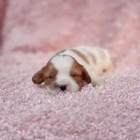 AKC Rosie, a female Cavalier King Charles Spaniel for sale in Elizabethton, TN – 2 of 5