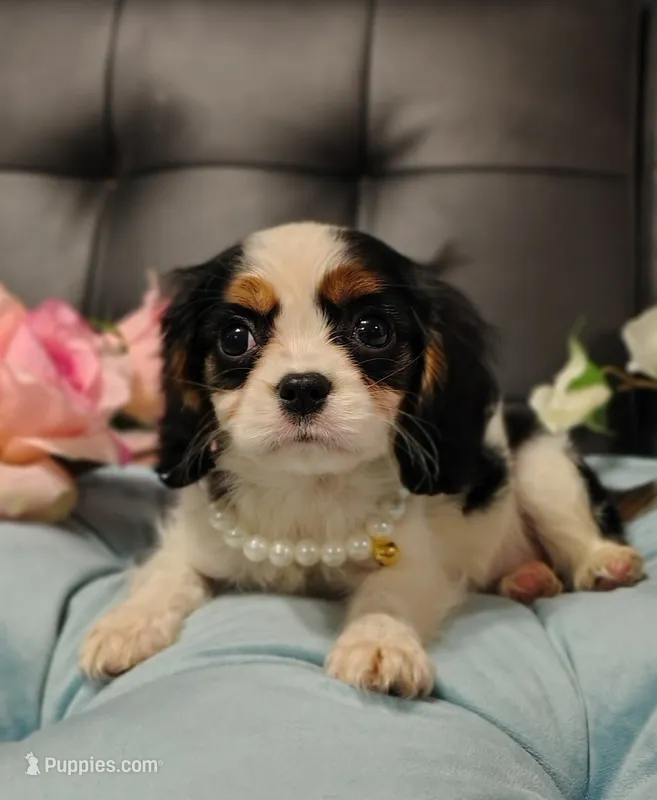 AKC Annie – Cavalier King Charles Spaniel puppy for sale in Elizabethton, TN