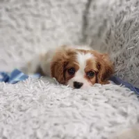 Westley, a male Cavalier King Charles Spaniel for sale in Elizabethton, TN – 7 of 8