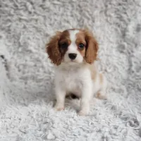 Westley, a male Cavalier King Charles Spaniel for sale in Elizabethton, TN – 4 of 4