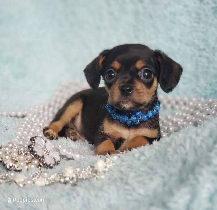 Riley – Cavalier King Charles Spaniel, Chihuahua puppy for sale in Elizabethton, TN