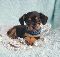 Riley, a male Cavalier King Charles Spaniel and Chihuahua for sale in Elizabethton, TN – Photo 2 of 4