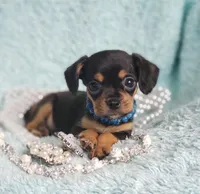 Riley, a male Cavalier King Charles Spaniel and Chihuahua for sale in Elizabethton, TN – Photo 3 of 4
