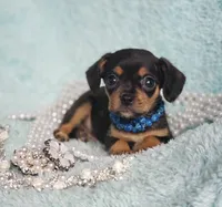 Riley, a male Cavalier King Charles Spaniel and Chihuahua for sale in Elizabethton, TN – Photo 4 of 4