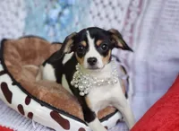 Travis, a male Cavalier King Charles Spaniel and Chihuahua for sale in Elizabethton, TN – 2 of 5