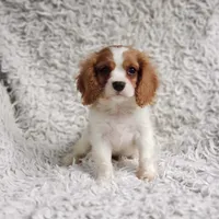 Westley, a male Cavalier King Charles Spaniel for sale in Elizabethton, TN – 2 of 4