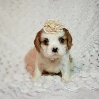 processed/c85b763b-3f1d-4605-8e82-539e124e8bfc/listing/4d92b7b8-92f2-4f5e-af32-1d1b7fbc35e2/1ad0cd97-1357-47ad-aeb2-460d922b7592