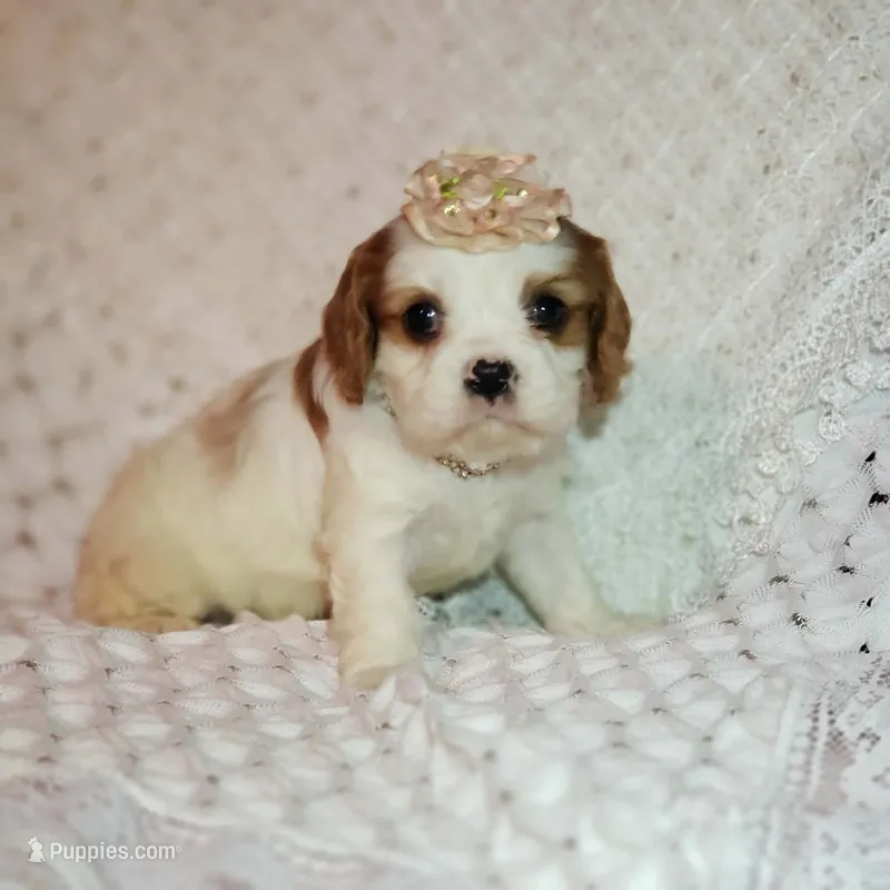 AKC Queenie