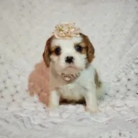 processed/c85b763b-3f1d-4605-8e82-539e124e8bfc/listing/4d92b7b8-92f2-4f5e-af32-1d1b7fbc35e2/96c2d79e-fb5d-4445-8161-fbef3e7bf18c