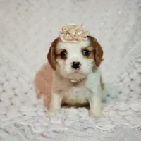 processed/c85b763b-3f1d-4605-8e82-539e124e8bfc/listing/4d92b7b8-92f2-4f5e-af32-1d1b7fbc35e2/b29e690e-67f5-4d25-a197-add30fe7aedf