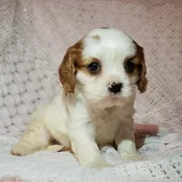 processed/c85b763b-3f1d-4605-8e82-539e124e8bfc/listing/4d92b7b8-92f2-4f5e-af32-1d1b7fbc35e2/d8500689-4a12-437f-a92b-ab5eb6e35f7a