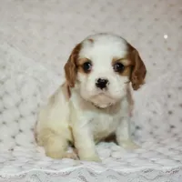 processed/c85b763b-3f1d-4605-8e82-539e124e8bfc/listing/4d92b7b8-92f2-4f5e-af32-1d1b7fbc35e2/dee3a1e3-f1d2-4c2f-8b45-f61d8612b2b1