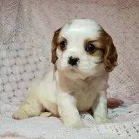 processed/c85b763b-3f1d-4605-8e82-539e124e8bfc/listing/4d92b7b8-92f2-4f5e-af32-1d1b7fbc35e2/e5393b6a-0e1f-499c-866d-12535650a891