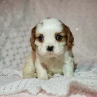 processed/c85b763b-3f1d-4605-8e82-539e124e8bfc/listing/4d92b7b8-92f2-4f5e-af32-1d1b7fbc35e2/e7f08b77-79af-4757-bd51-405b6d686a9b