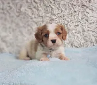 Westley, a male Cavalier King Charles Spaniel for sale in Elizabethton, TN – 2 of 7