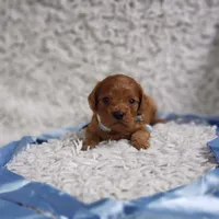 Reuben, a male Cavalier King Charles Spaniel and Poodle - Toy  for sale in Elizabethton, TN – 1 of 9
