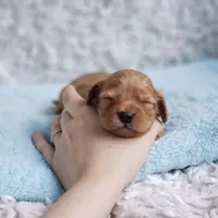Presley, a male Cavalier King Charles Spaniel and Poodle - Toy  for sale in Elizabethton, TN – 5 of 6