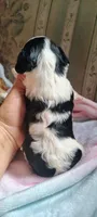 AKC Lady, a female Cavalier King Charles Spaniel for sale in Elizabethton, TN – 2 of 3