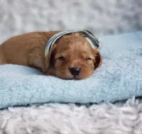 Presley, a male Cavalier King Charles Spaniel and Poodle - Toy  for sale in Elizabethton, TN – 3 of 6