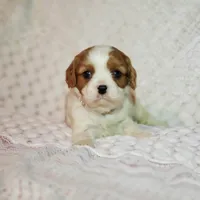 processed/c85b763b-3f1d-4605-8e82-539e124e8bfc/listing/50364f50-129a-4484-b93b-3bfefdea49c8/a000fea6-df12-4d26-8497-916175cbe782