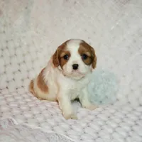 processed/c85b763b-3f1d-4605-8e82-539e124e8bfc/listing/50364f50-129a-4484-b93b-3bfefdea49c8/b80ce9bc-3b27-45db-b757-16187c88a545