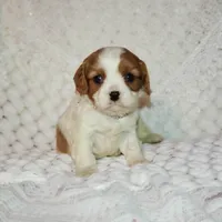 processed/c85b763b-3f1d-4605-8e82-539e124e8bfc/listing/50364f50-129a-4484-b93b-3bfefdea49c8/c6545833-5118-4054-93a7-47c6b080400c