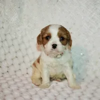 processed/c85b763b-3f1d-4605-8e82-539e124e8bfc/listing/50364f50-129a-4484-b93b-3bfefdea49c8/c6fd7982-00b0-4349-bd02-09c6178f107d