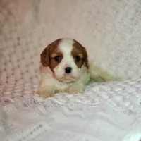 processed/c85b763b-3f1d-4605-8e82-539e124e8bfc/listing/50364f50-129a-4484-b93b-3bfefdea49c8/f0111ab2-6739-48b6-b59c-b9c91c70cd0a