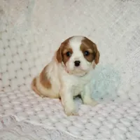 processed/c85b763b-3f1d-4605-8e82-539e124e8bfc/listing/50364f50-129a-4484-b93b-3bfefdea49c8/f86c187d-4e91-4e07-b206-5ad2b7702478