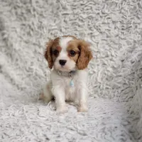 Westley, a male Cavalier King Charles Spaniel for sale in Elizabethton, TN – 6 of 8
