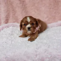 AKC Georgia, a female Cavalier King Charles Spaniel for sale in Elizabethton, TN – 10 of 10