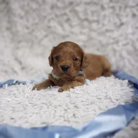 Reuben, a male Cavalier King Charles Spaniel and Poodle - Toy  for sale in Elizabethton, TN – 8 of 9