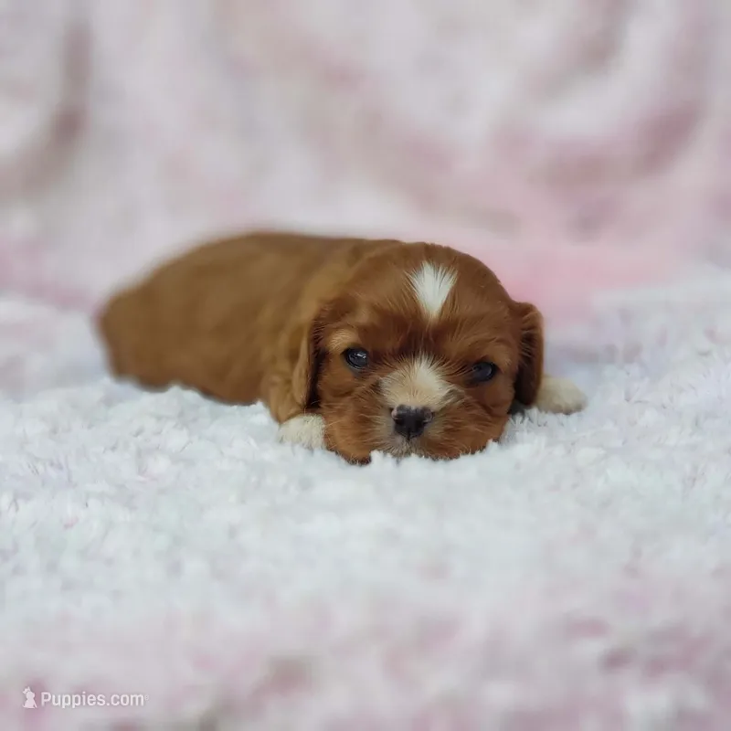 AKC Gracie – Cavalier King Charles Spaniel puppy for sale in Elizabethton, TN