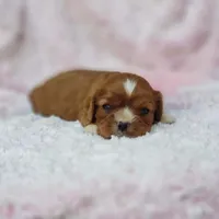 AKC Gracie, a female Cavalier King Charles Spaniel for sale in Elizabethton, TN – 1 of 8