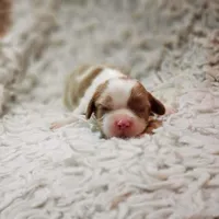 AKC Remi, a male Cavalier King Charles Spaniel for sale in Elizabethton, TN – 2 of 6