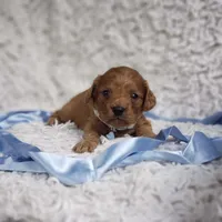 Reuben, a male Cavalier King Charles Spaniel and Poodle - Toy  for sale in Elizabethton, TN – 7 of 9