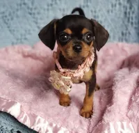 Ellie, a female Cavalier King Charles Spaniel and Chihuahua for sale in Elizabethton, TN – Photo 2 of 4