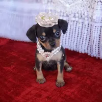 Emma, a female Cavalier King Charles Spaniel and Chihuahua for sale in Elizabethton, TN – Photo 3 of 7