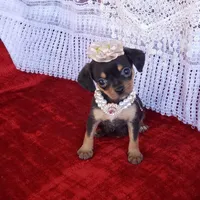Emma, a female Cavalier King Charles Spaniel and Chihuahua for sale in Elizabethton, TN – Photo 7 of 7